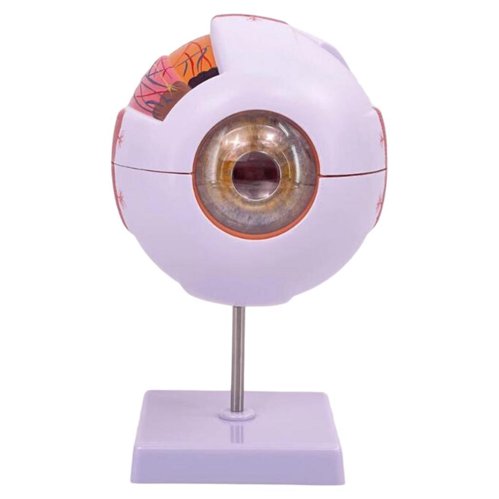 Science Exhibition Models - Modello anatomico dell'occhio umano Modello di