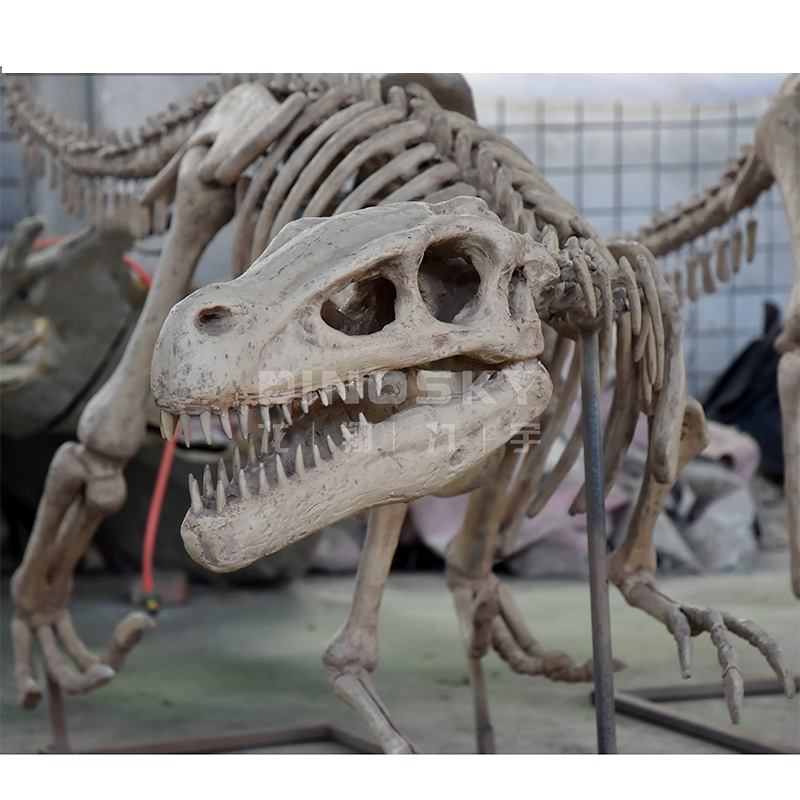 Science Exhibition Models - Modello di Scheletro di Dinosauro Raptor