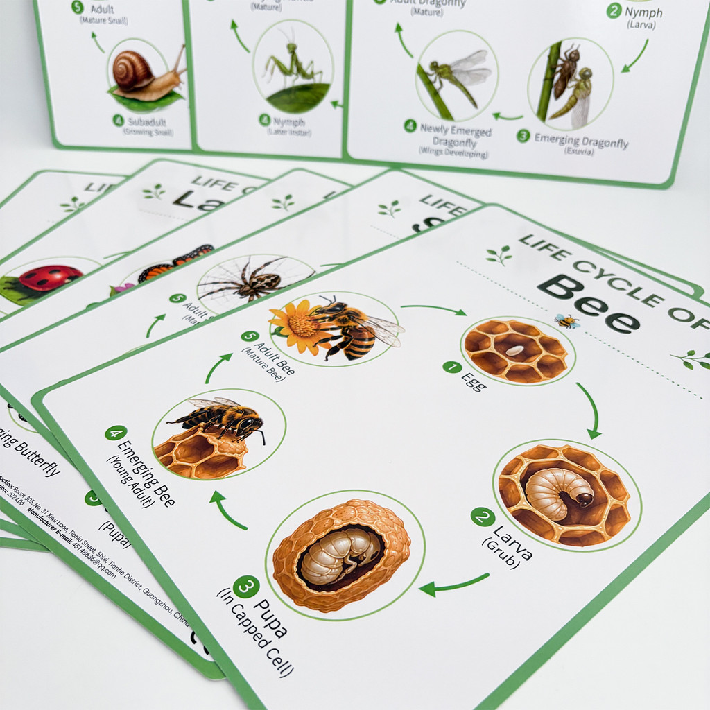 8 Poster Educativi sul Ciclo d - Science Nature recensione e prezzo